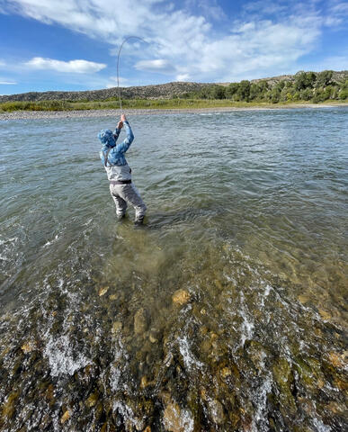 Hooking up on a Montana Trout